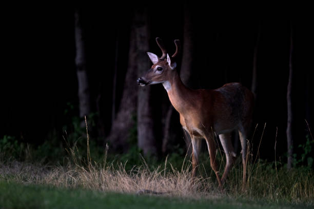 What to Do When There’s a Deer in Your Headlights